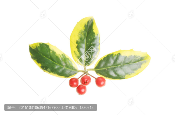 冬青葉和漿果組合成的斑葉