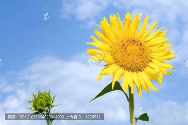 向日葵