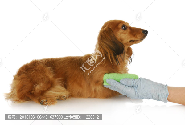 獸醫(yī)護(hù)理