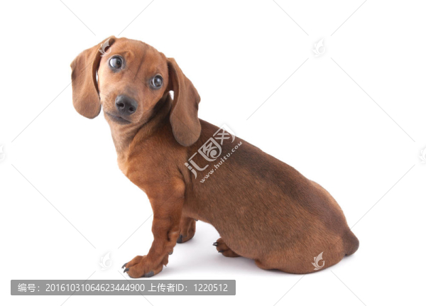 臘腸犬3個(gè)月大的小狗；