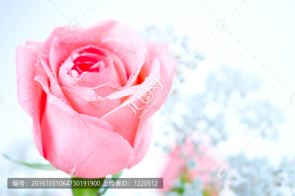 玫瑰的花