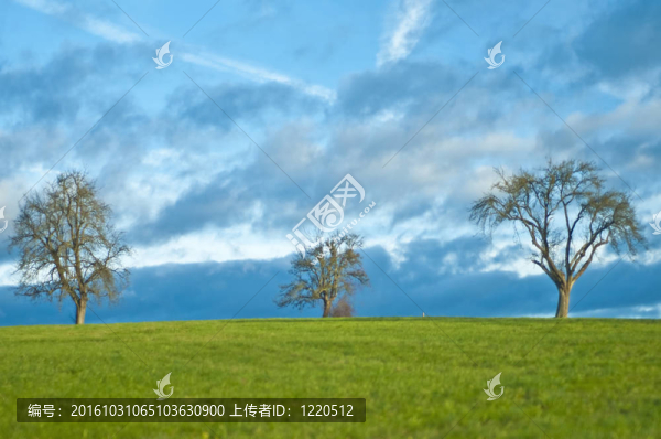 在早晨的光樹