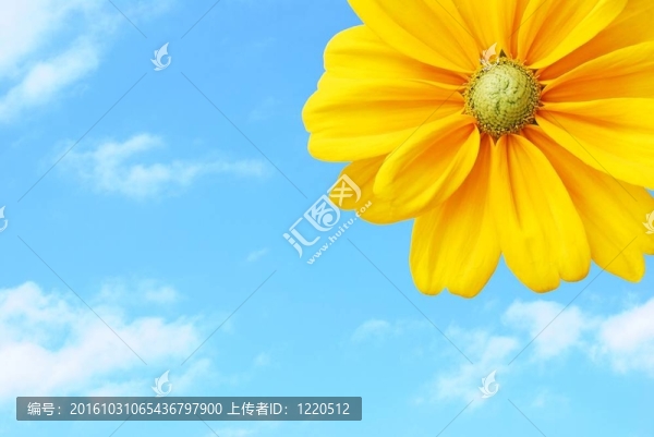 向日葵在藍天的天空