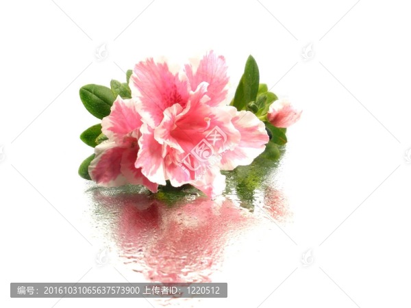 杜鵑花