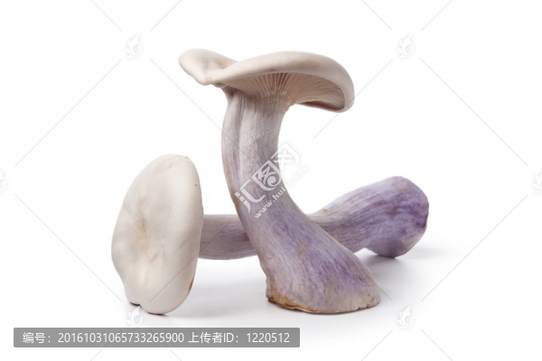食用菌斑藍(lán)