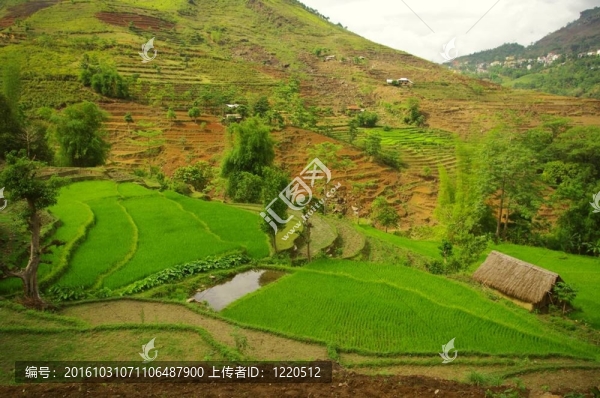 山區(qū)水稻景觀