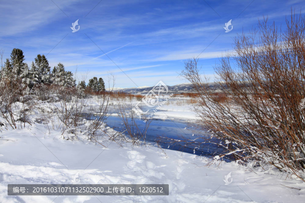 雪和太浩湖森林