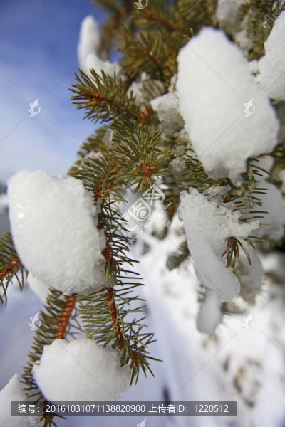 帶雪的冷杉樹