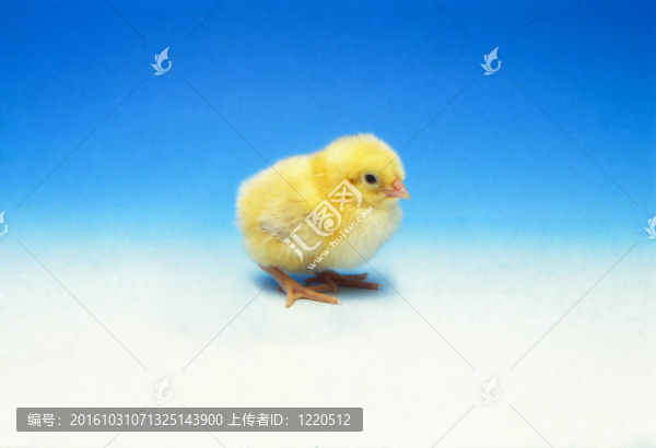 孤獨的女孩