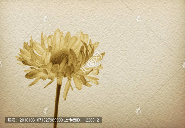 在老式paper-1花