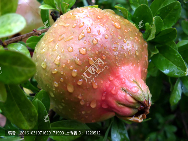 水滴石榴