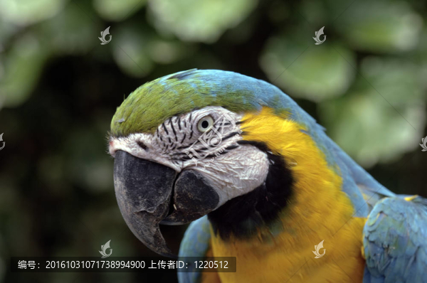 亞馬遜鸚鵡