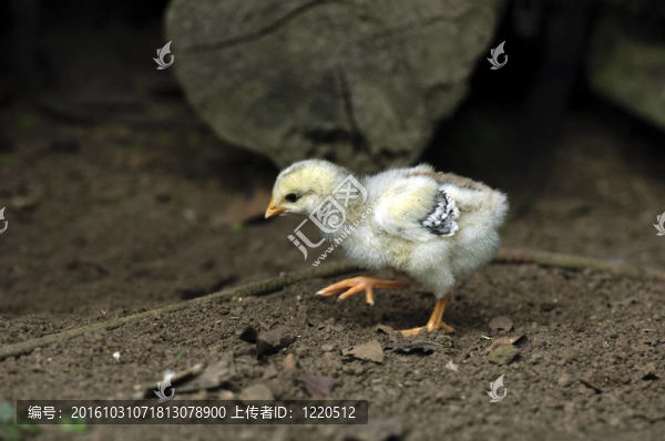 雞寶寶