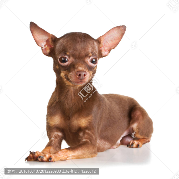 俄羅斯玩具犬