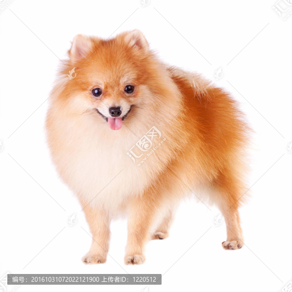博美犬