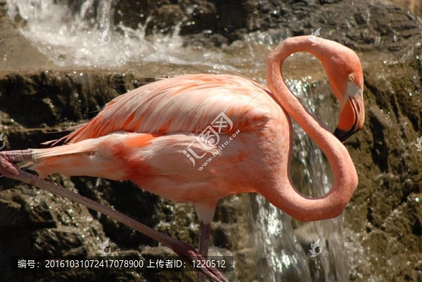 休息的火烈鳥
