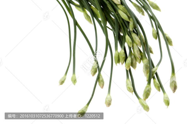 韭菜分離