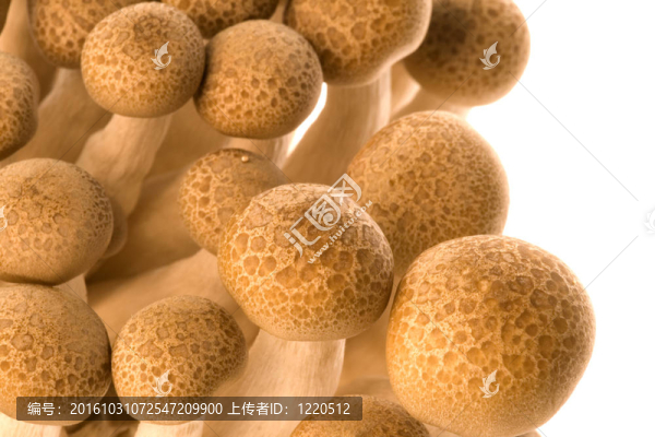 韓國食用菌宏