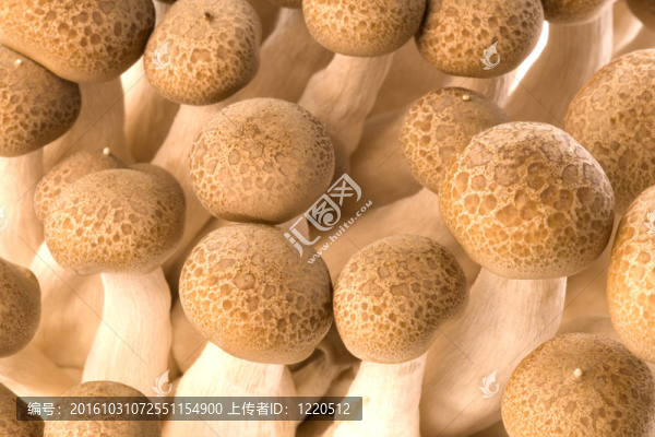 韓國(guó)食用菌宏