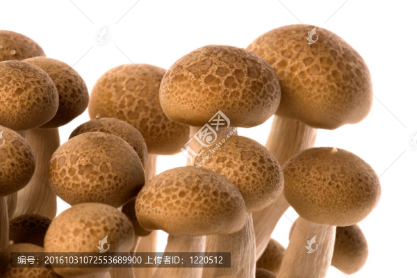韓國食用菌宏