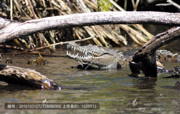 mangrove28