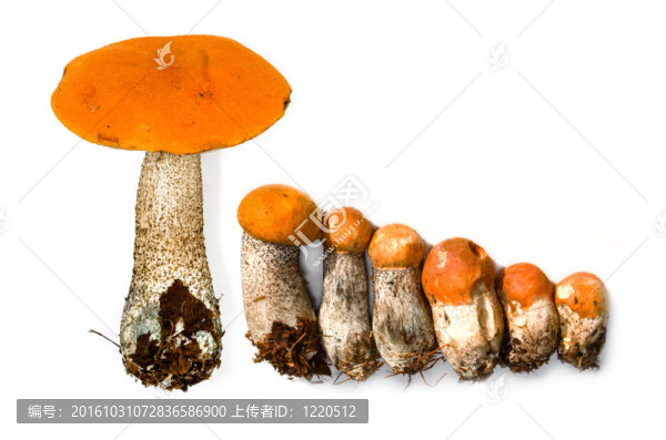 白色背景上的白楊蘑菇