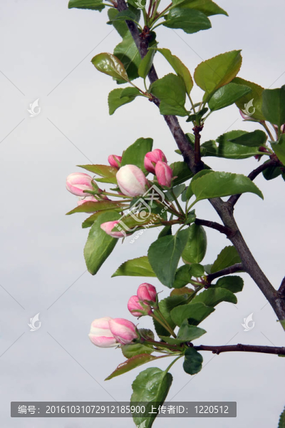 開(kāi)花枝