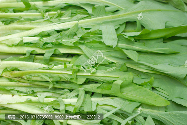 綠葉蔬菜