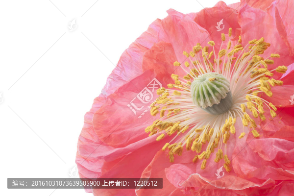 罌粟