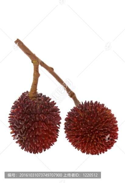 葡萄桑果實(shí)中分離得到的