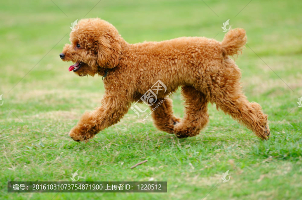 小玩具貴婦狗跑