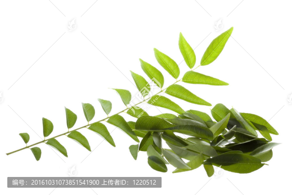 咖喱葉分離