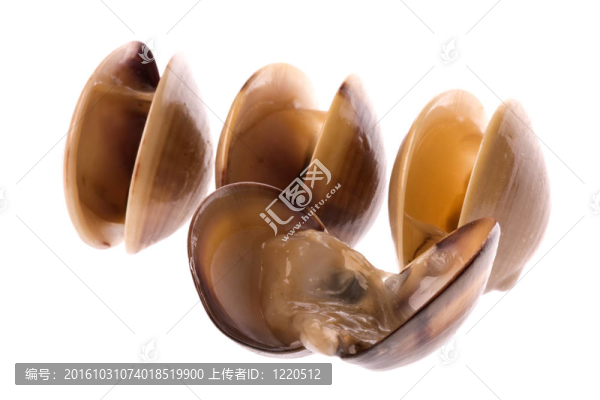 活食蛤分離