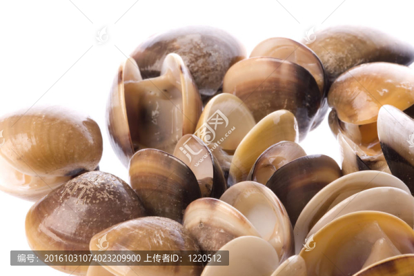 活食蛤分離