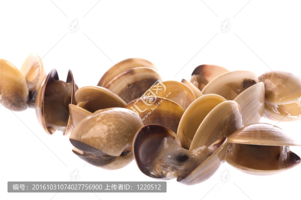 活食蛤分離