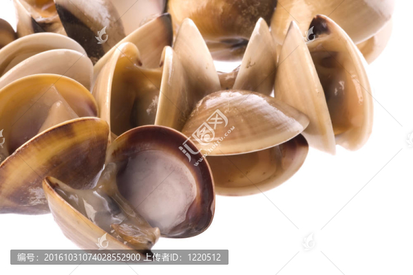 活食蛤分離