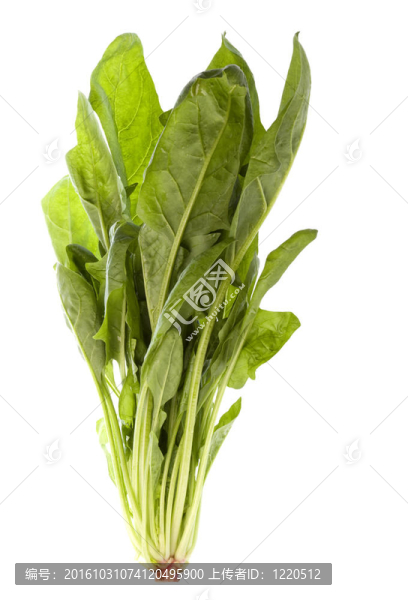 菠菜中分離