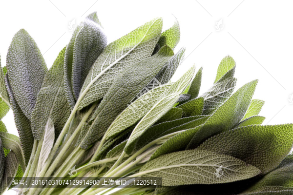 鼠尾草葉中分離