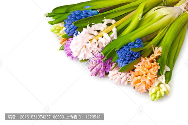 風(fēng)信子
