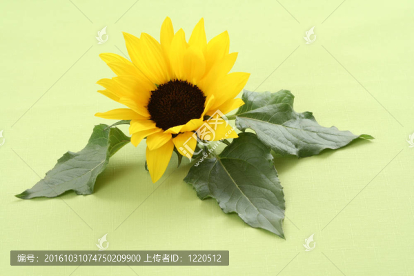 向日葵