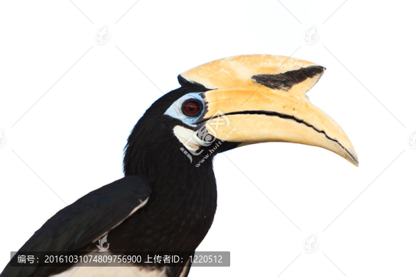 巴拉望犀鳥(niǎo)鳥(niǎo)特寫(xiě)