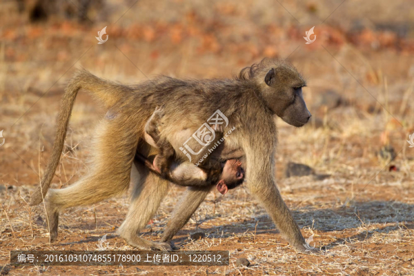 Chacma,baboon與寶寶