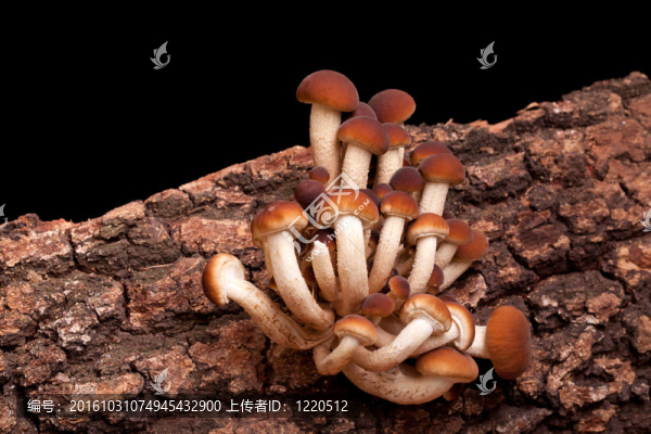 楊樹菇（Pholiota,Aegerita）