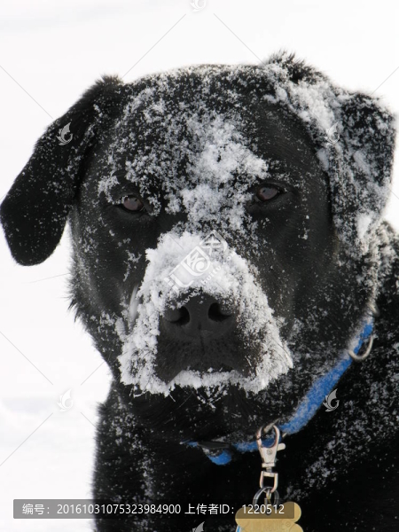 雪中的黑色拉布拉多