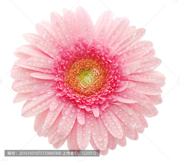 粉色非洲菊
