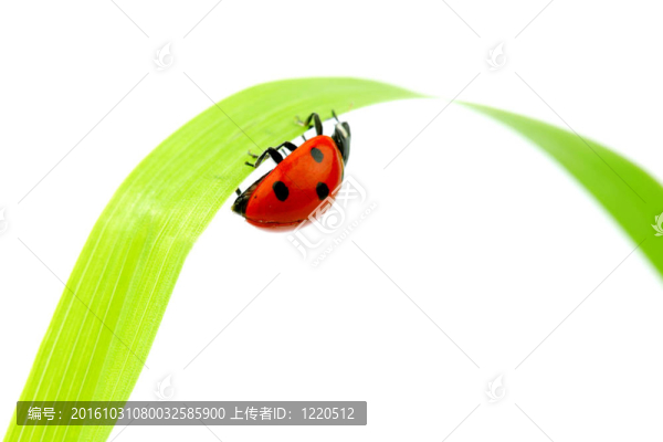 瓢蟲在草