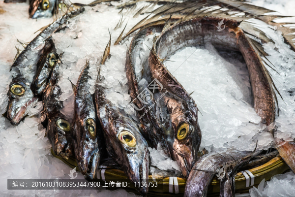 新鮮帶魚