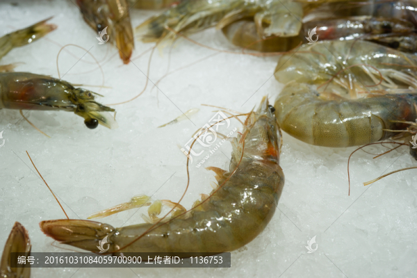 鮮蝦