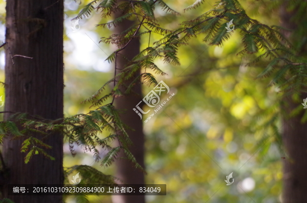 水杉樹林