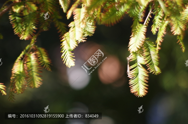 水杉葉